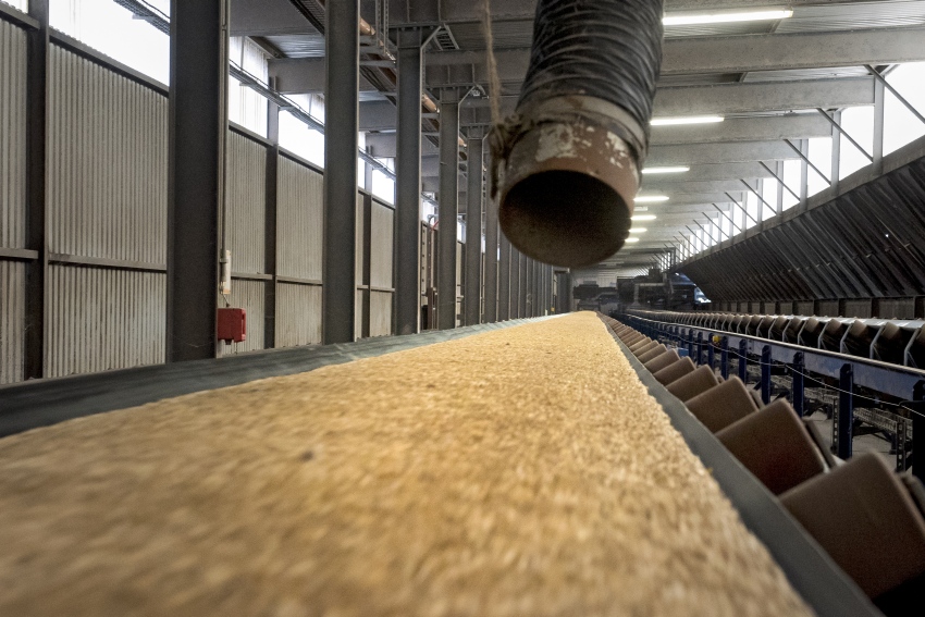 Ein langes Fließband in voller Fahrt auf dem Getreide liegt ist zu sehen.